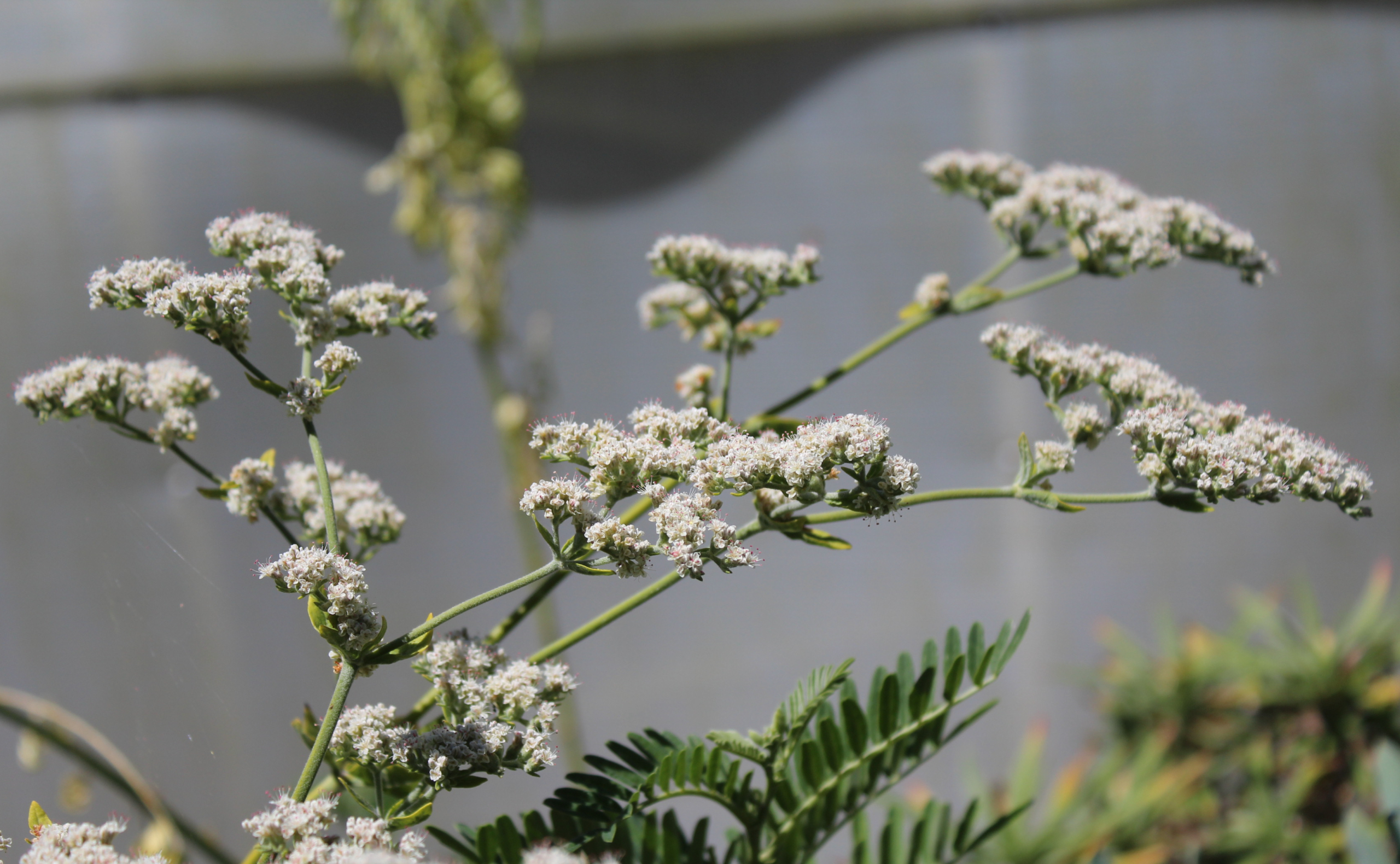 Saint Catherine's Lace – A Thousand Flowers