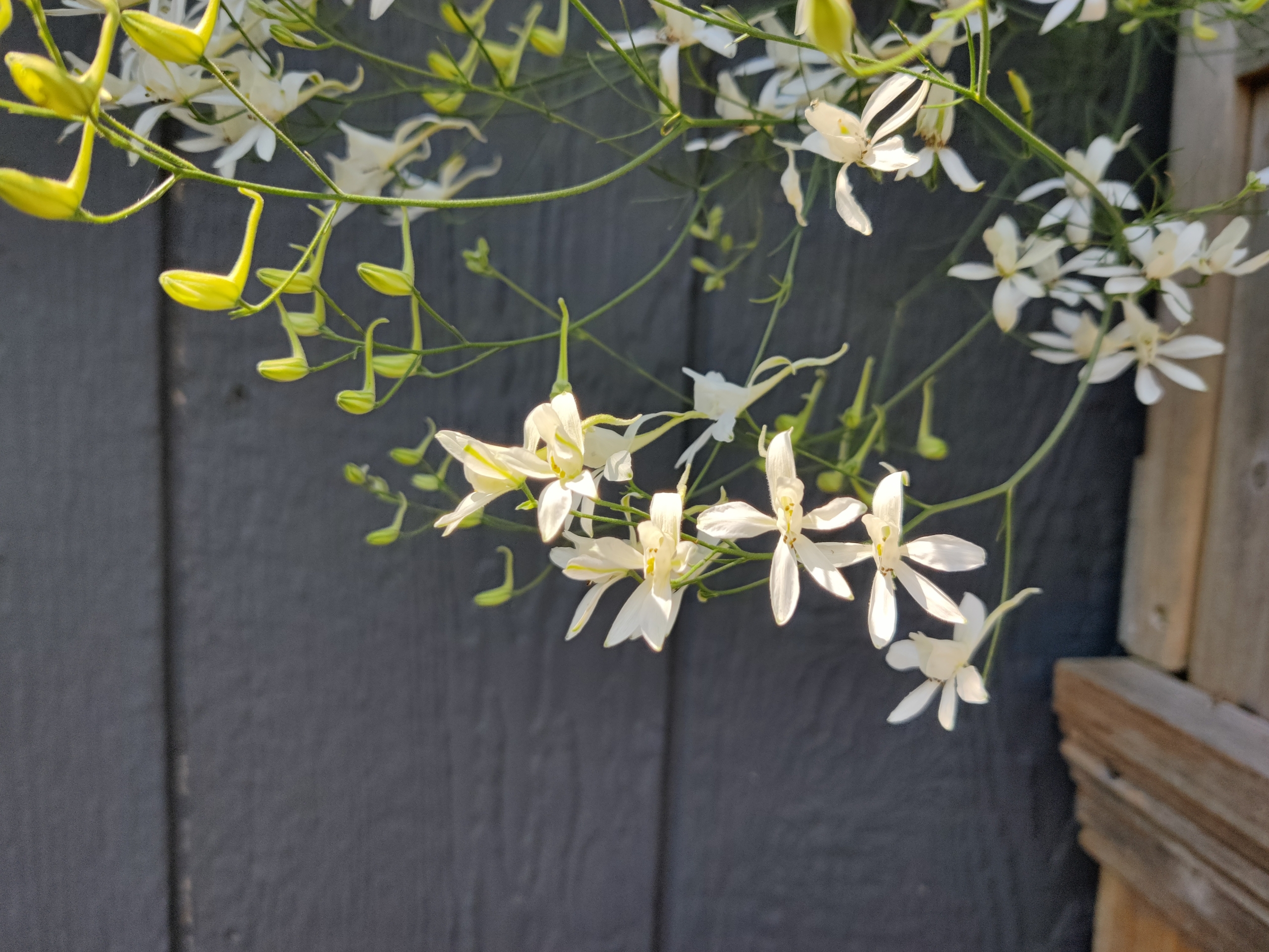 Larkspur, Rocket 'Snow Cloud' – A Thousand Flowers