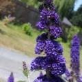 Ellen's Blue spire