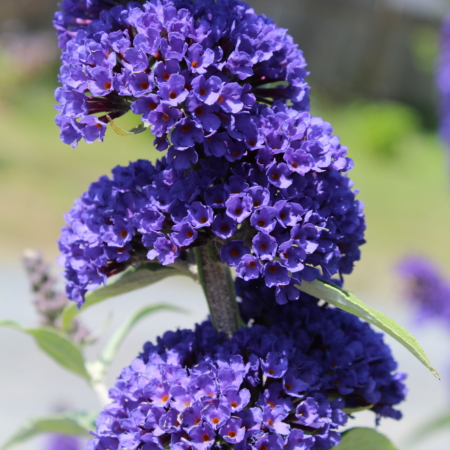 Ellen's Blue Butterfly Bush