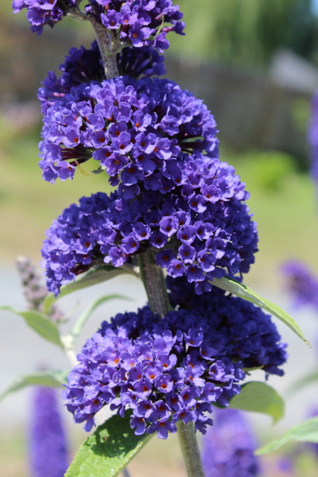 Ellen's Blue Butterfly Bush