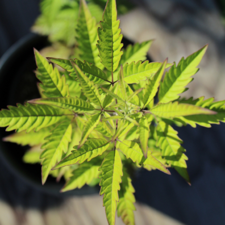 Vitex cannabifolia
