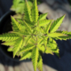 Vitex cannabifolia