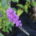 Floral Fanfare Buddleja