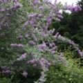 'Longstock Gem' Butterfly Bush rooted plant