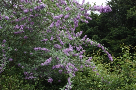 'Longstock Gem' Butterfly Bush rooted plant