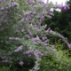 'Longstock Gem' Butterfly Bush rooted plant