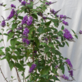 Buddleia Floral Fanfare Butterfly Bush plant