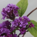 Floral Fanfare Buddleja cuttings