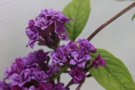 Floral Fanfare Buddleja cuttings