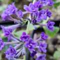 Floral Fanfare rare Butterfly Bush