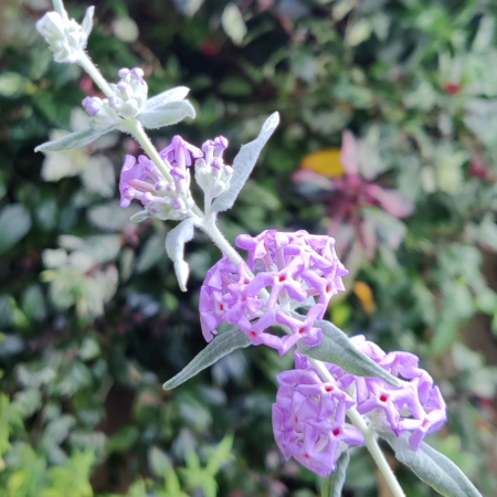 Buddleja hybrid 'Longstock Silver'