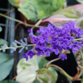 Floral Fanfare Buddleja in United States