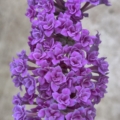 Floral Fanfare double-flowered Butterfly Bush