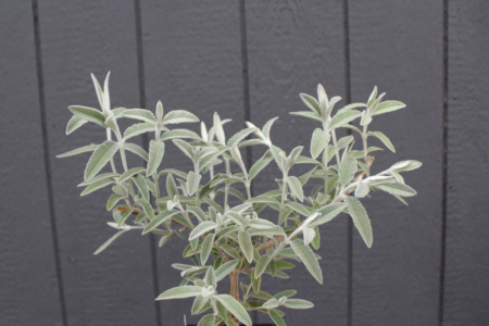 Buddleia Sterling Silver foliage