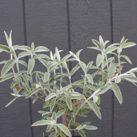 Buddleia Sterling Silver foliage
