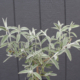 Buddleia Sterling Silver foliage