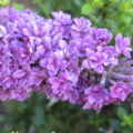 Floral Fanfare rare Buddleja Butterfly Bush