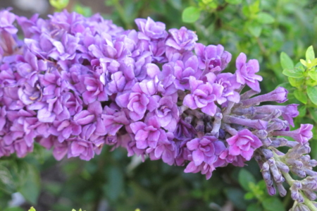 Floral Fanfare rare Buddleja Butterfly Bush