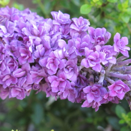 Floral Fanfare rare Buddleja Butterfly Bush