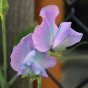 Lathyrus hemetii (hybrid cross of L. odoratus x L. beleninsis) | Sweet Pea 'Turquoise Lagoon' flowers vine