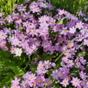 Myosotis alpestris 'Pink' seeds