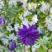 Blue Barlow Columbine seeds