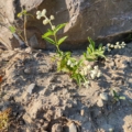 Buddleja racemosa | Texas Butterfly Bush plant