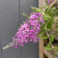 Hawk Moth Butterfly Bush