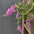 Rare BUDDLEJA Hawk Moth