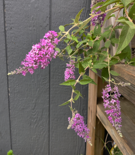 Rare BUDDLEJA Hawk Moth