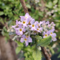 Butterfly Bush 'Chestnut Leaf' flowers