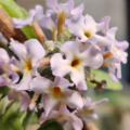 Butterfly Bush 'Chestnut Leaf' flowers