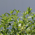 Buddleja racemosa | Texas Butterfly Bush 'Dripping Springs' (A4T-026)