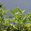 Buddleia racemosa | Wand Butterfly Bush 'Dripping Springs'