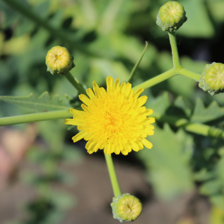 Sonchus gonzalezpadronii) La Gomera Sow-thistle plant