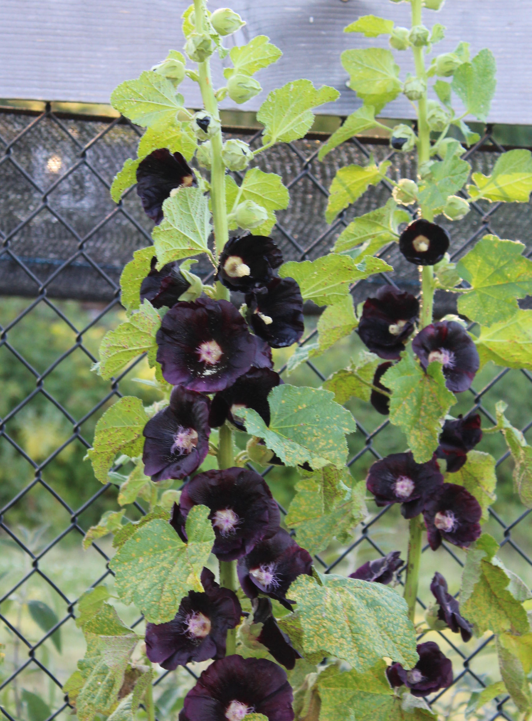 Hollyhock, Common 'Black' – A Thousand Flowers