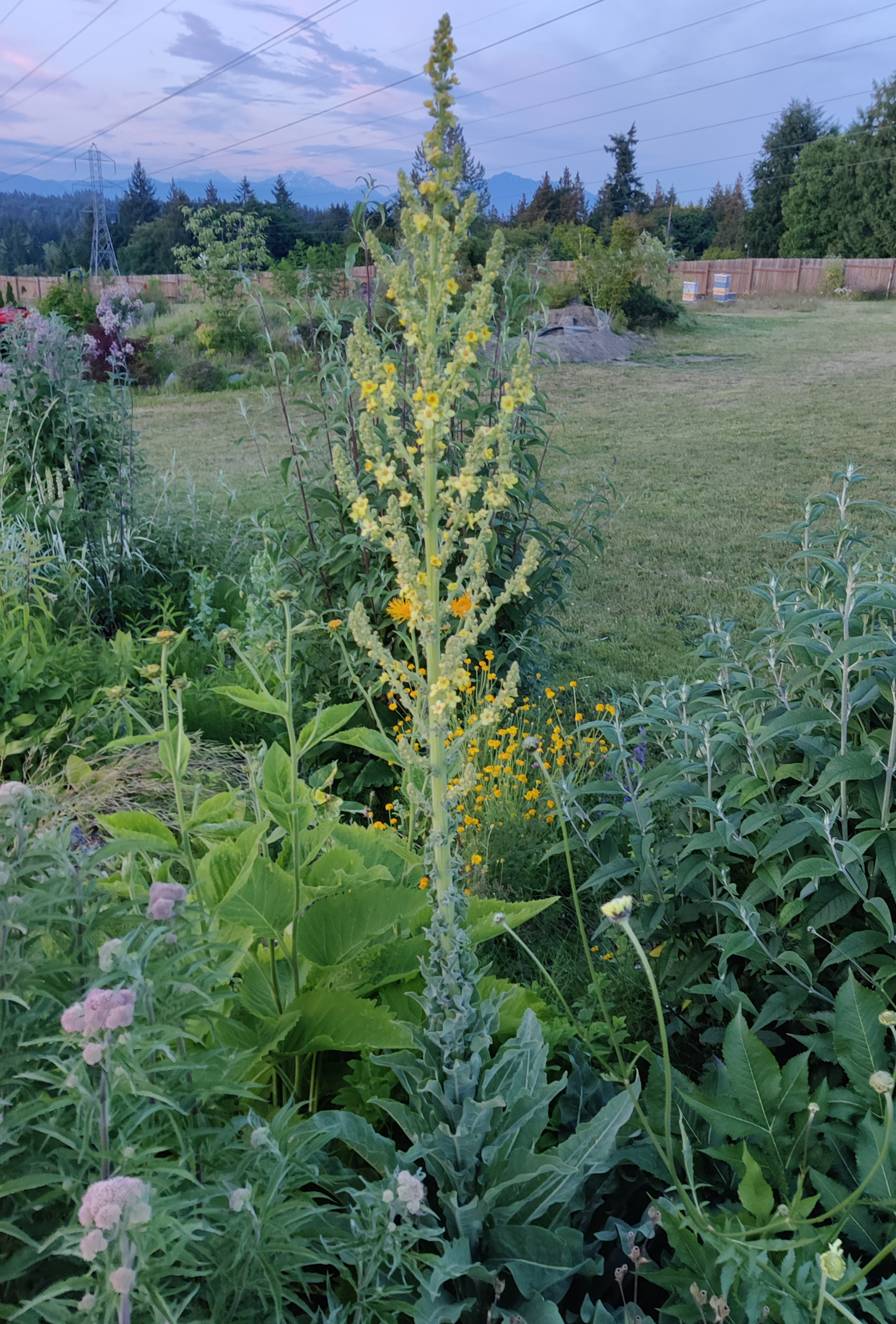 Mullein, Showy  A Thousand Flowers