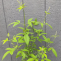 Vitex negundo | Chinese Chaste Tree