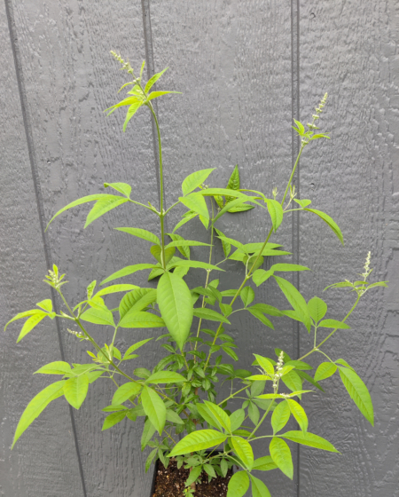 Vitex negundo | Chinese Chaste Tree