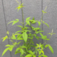 Vitex negundo | Chinese Chaste Tree