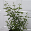 Chinese Cahste Tree plant