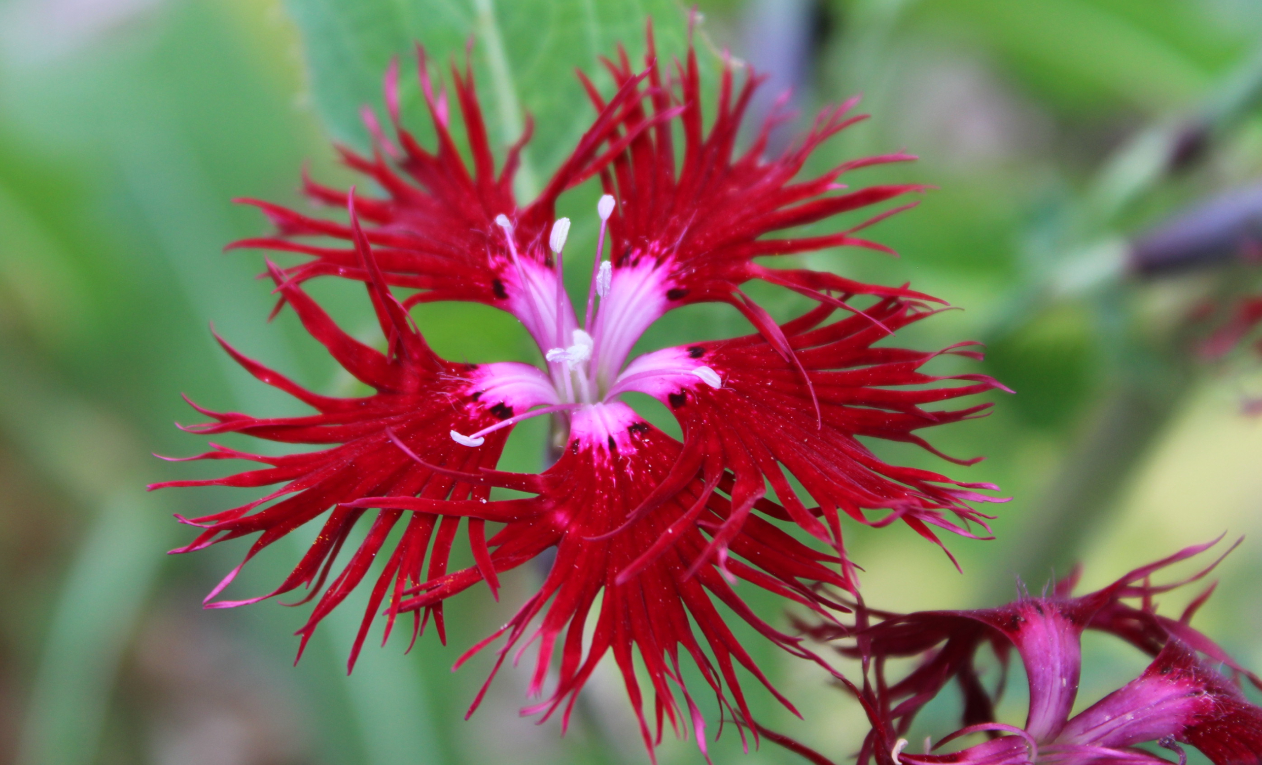 Poppy, Long-headed – A Thousand Flowers