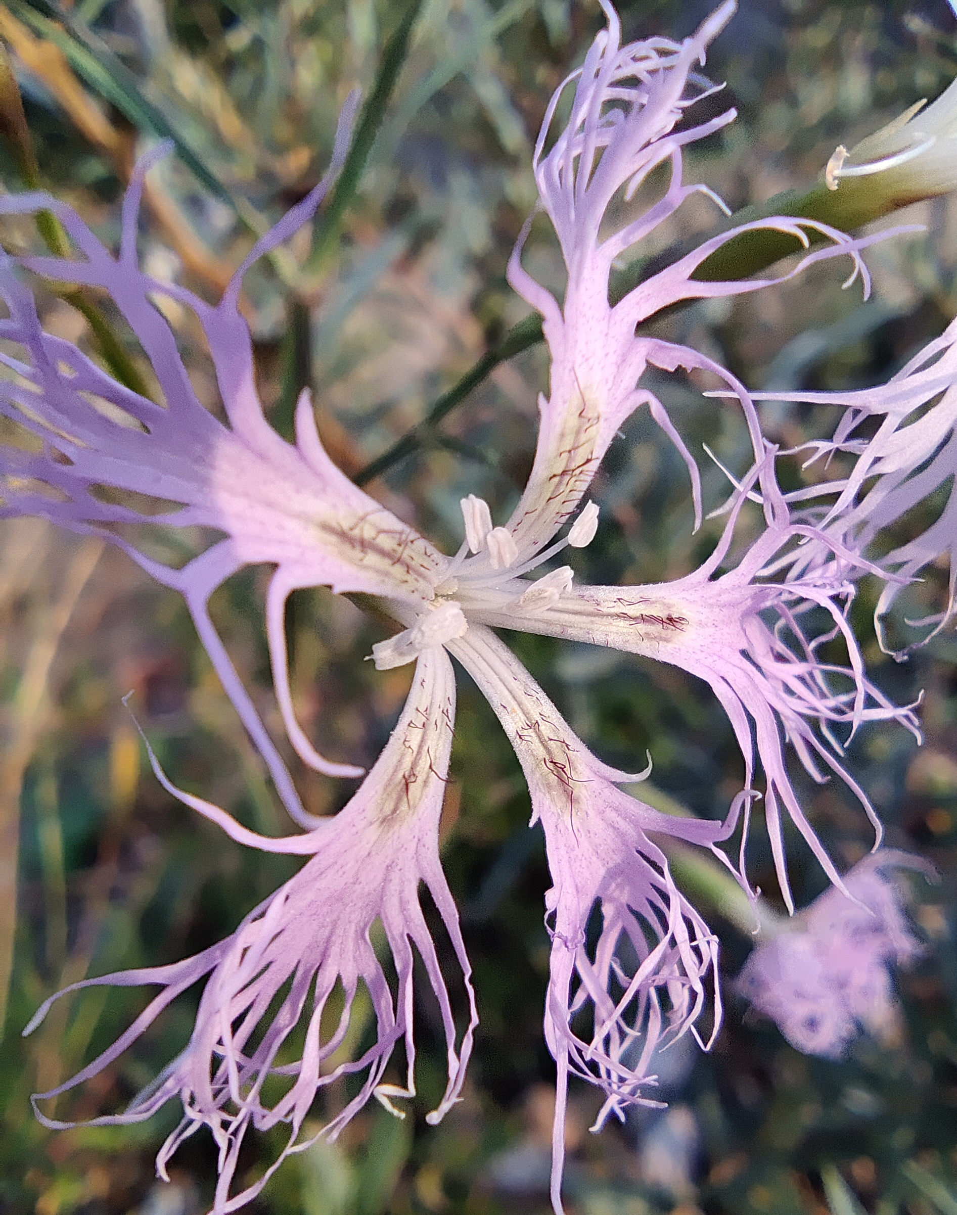 Pink, Maiden 'Arctic Fire' – A Thousand Flowers