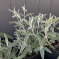 Sterling Silver Buddleja plant