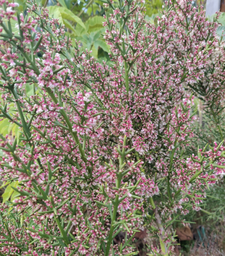 Buy Barbed Wire Plant