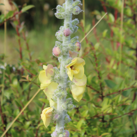 Cretan Verbascum flowers