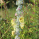 Cretan Verbascum flowers