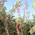 Penstemon barbatus | Beardlip Beardtongue 'Coccineus' seeds