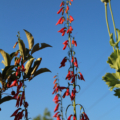 Scarlet Bugler Penstemon seeds